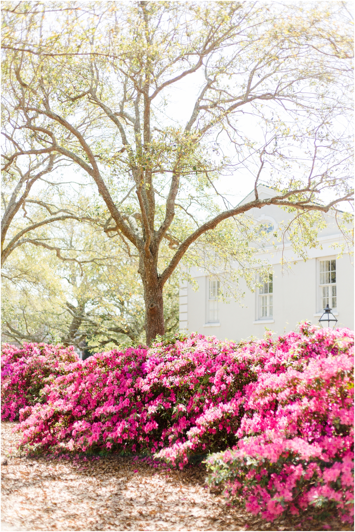 Azaleas blooming in downtown Charleston, South Carolina 