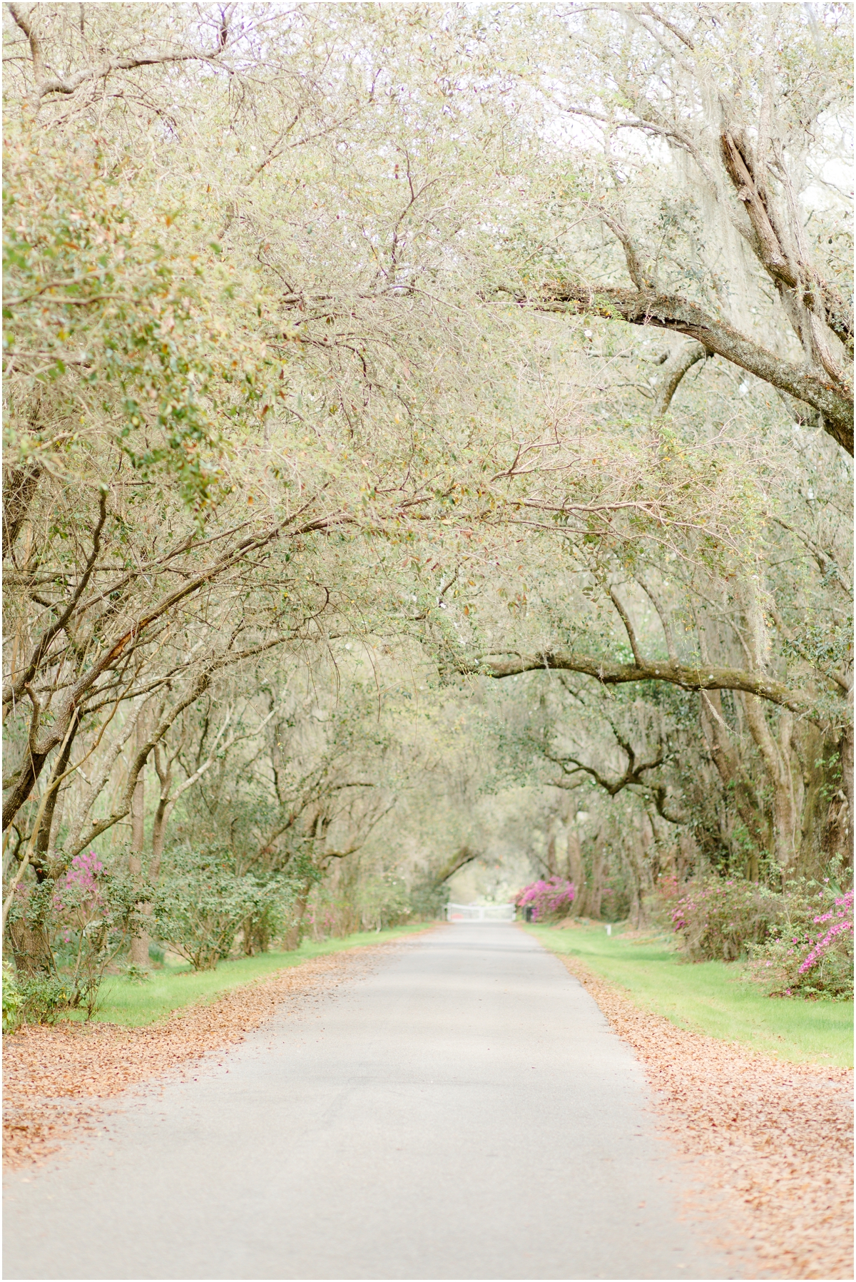  Magnolia Plantation and Gardens in Charleston, South Carolina | Jacqueline & Laura | Charleston Wedding Photographer